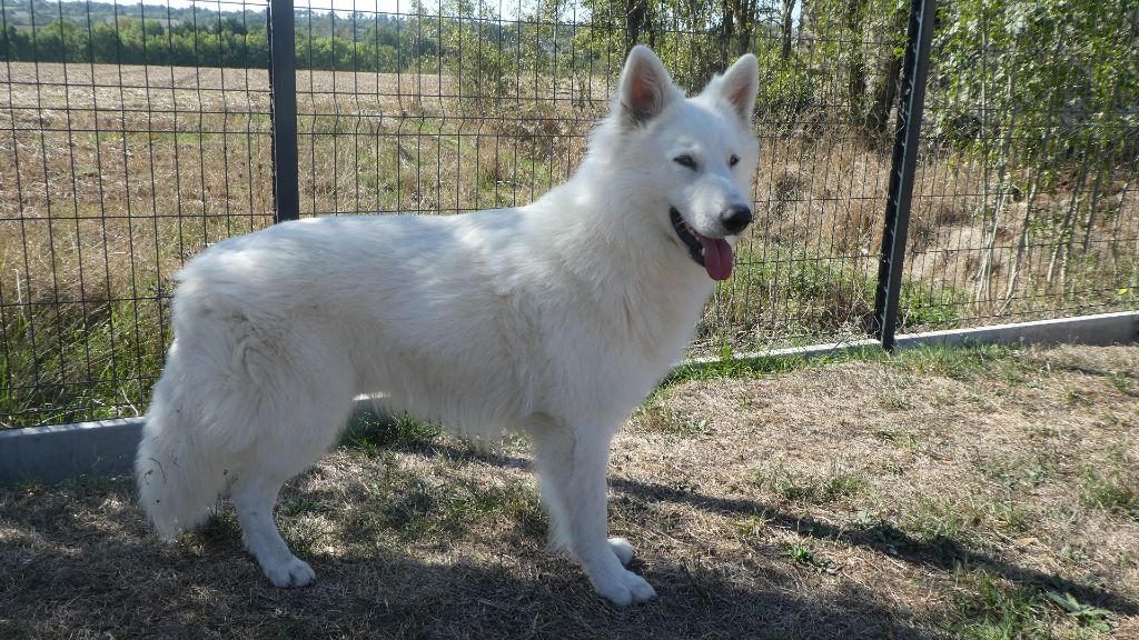 Saiko Des Terres De La Louve