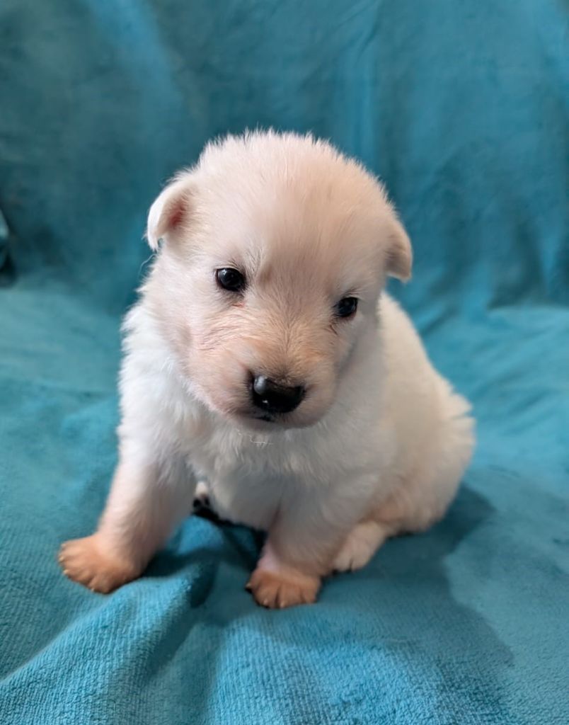 De Tala Kohana - Chiots disponibles - Berger Blanc Suisse