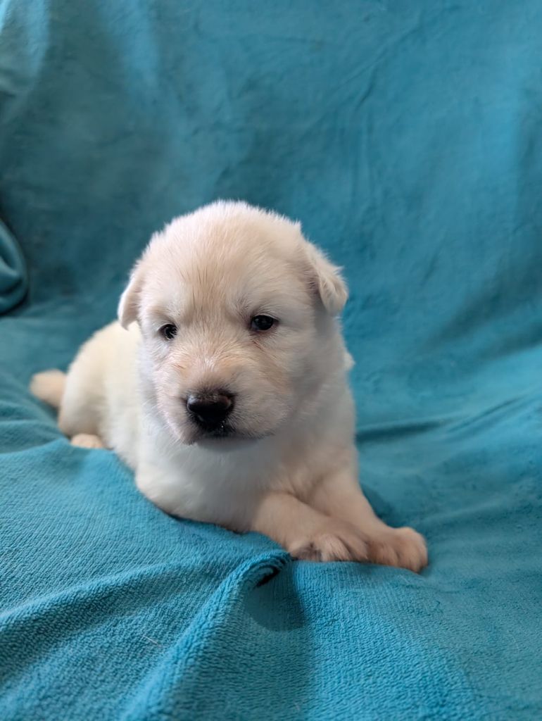 De Tala Kohana - Chiots disponibles - Berger Blanc Suisse