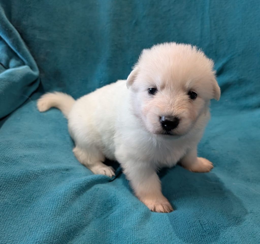 De Tala Kohana - Chiots disponibles - Berger Blanc Suisse