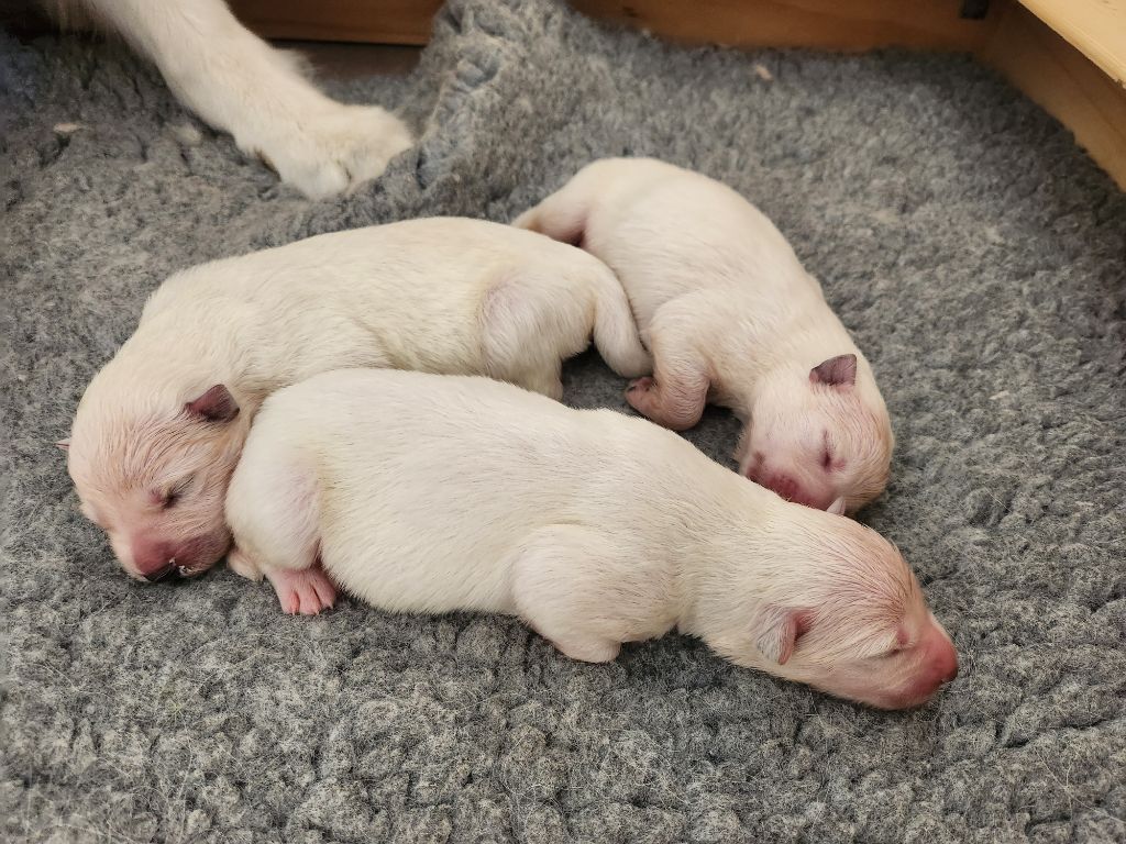Chiot Berger Blanc Suisse De Tala Kohana